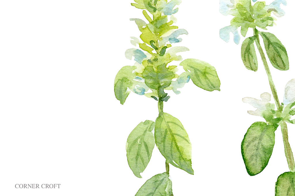 watercolor basil flower print, herb illustration, still life watercolor painting, herb flower, white flower