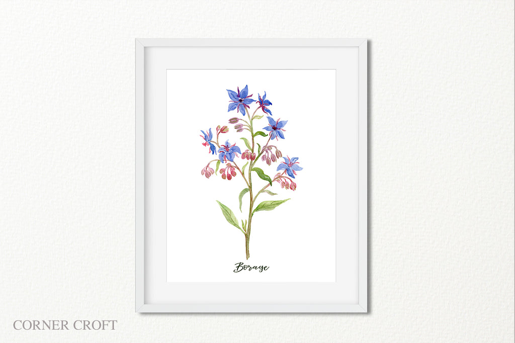 watercolor herb borage, borage plant with blue flowers, herb illustration, borage flower
