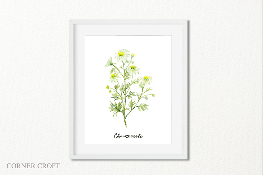 watercolor chamomile illustration, herb chamomile print, chamomile with white flowers. 