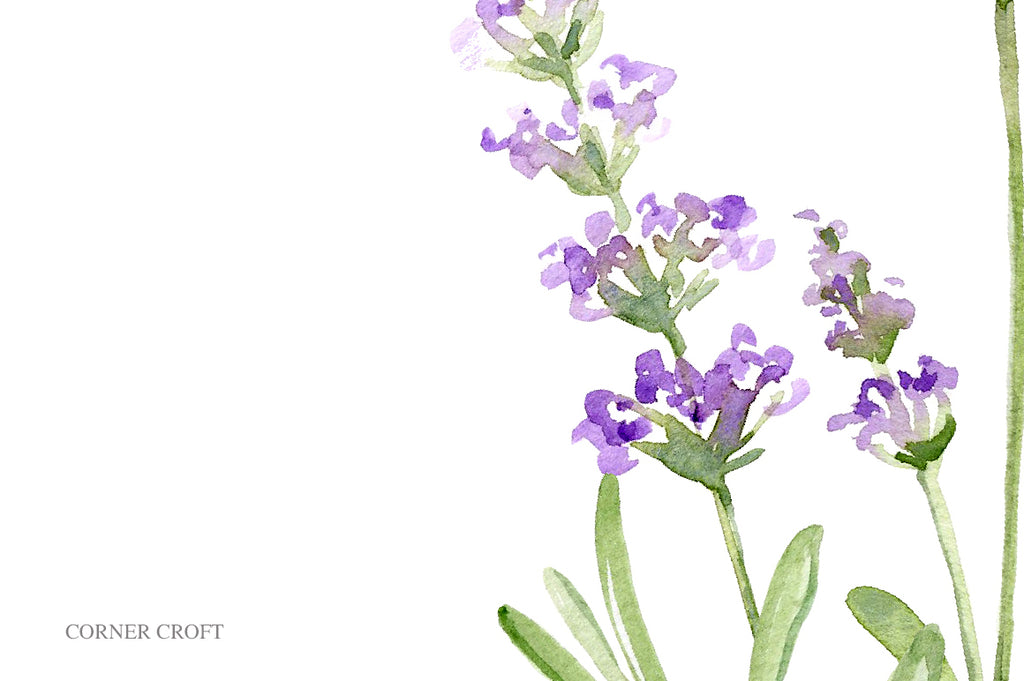 watercolor lavender illustration, lavender with purple flower, lavender kitchen decor, instant download 
