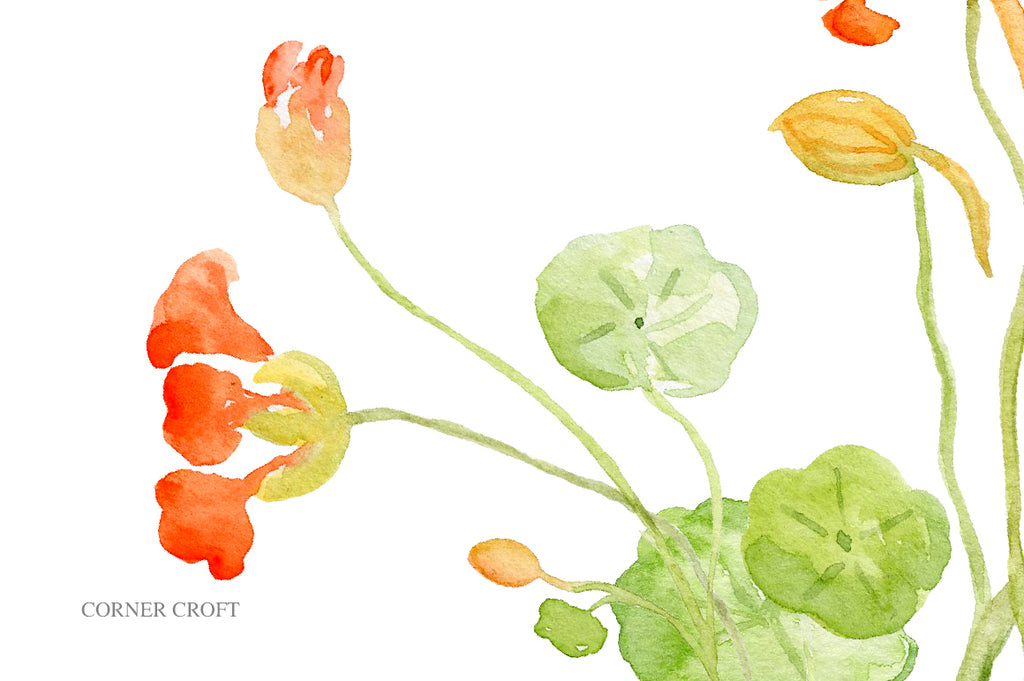 watercolor nasturtium, orange flower, edible flower nasturtium, botanical illustration 