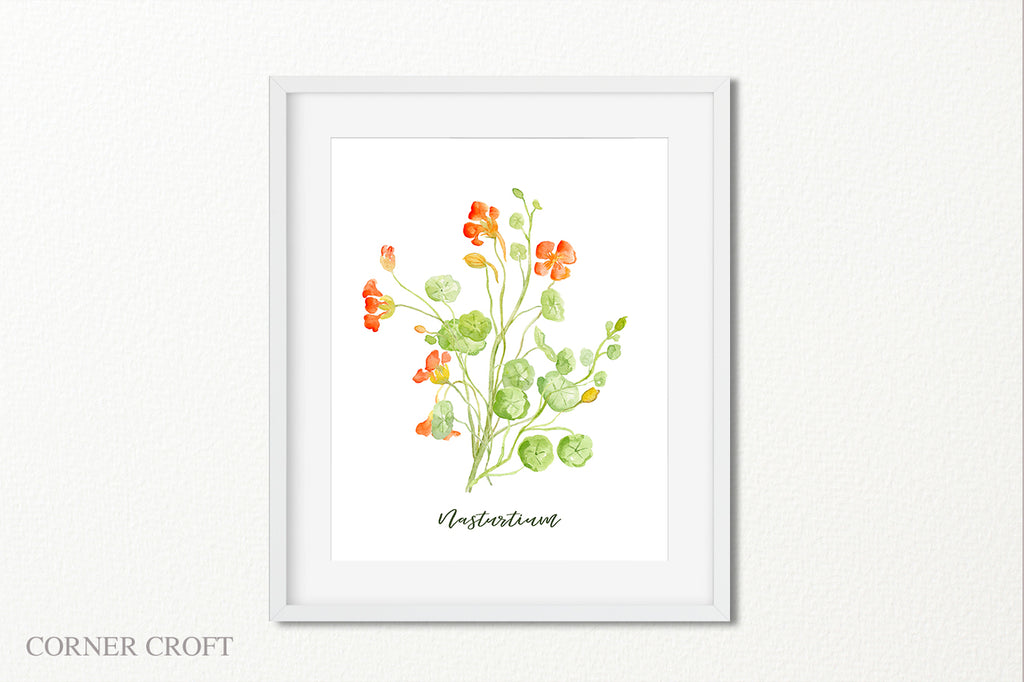 watercolor nasturtium illustration, botanical painting of herb nasturtium