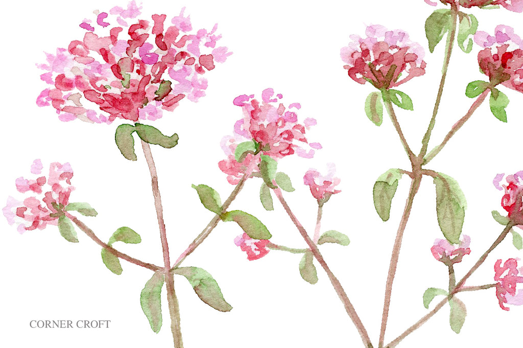 watercolor graphics of herb oregano, instant download