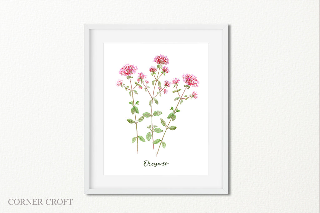 watercolor herb oregano pink flower, botanical illustration of herb oregano