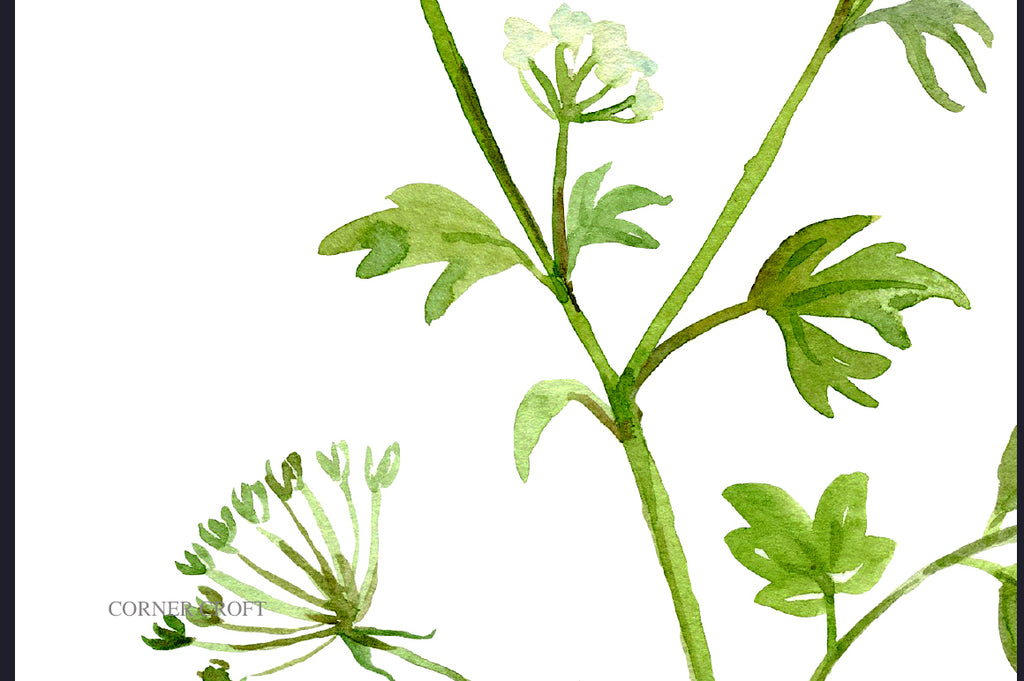 watercolor herb parsley flower, garden plant, kitchen print, instant download 