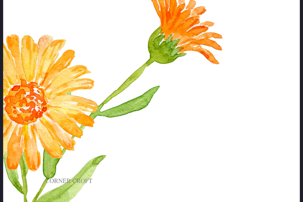 kitchen flower printable, calendula, herb flower illustration 