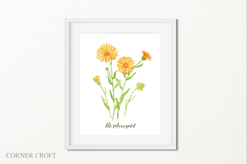 watercolor illustration of pot marigold, calendula, orange flower 