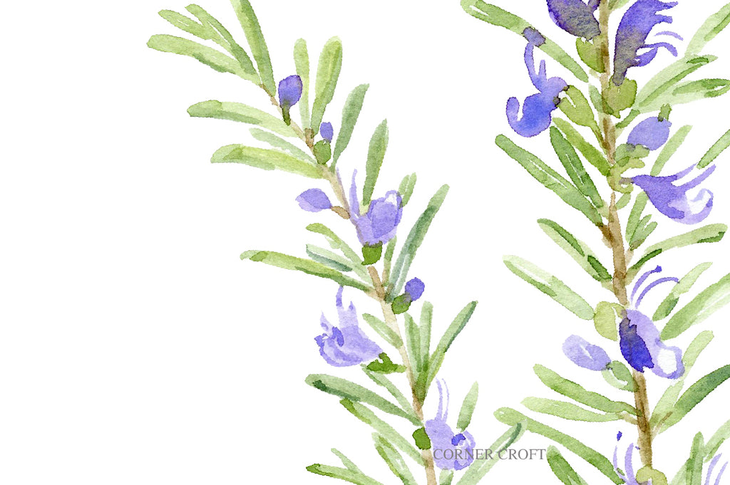 watercolor rosemary illustration, herb flowers, purple flower printable 