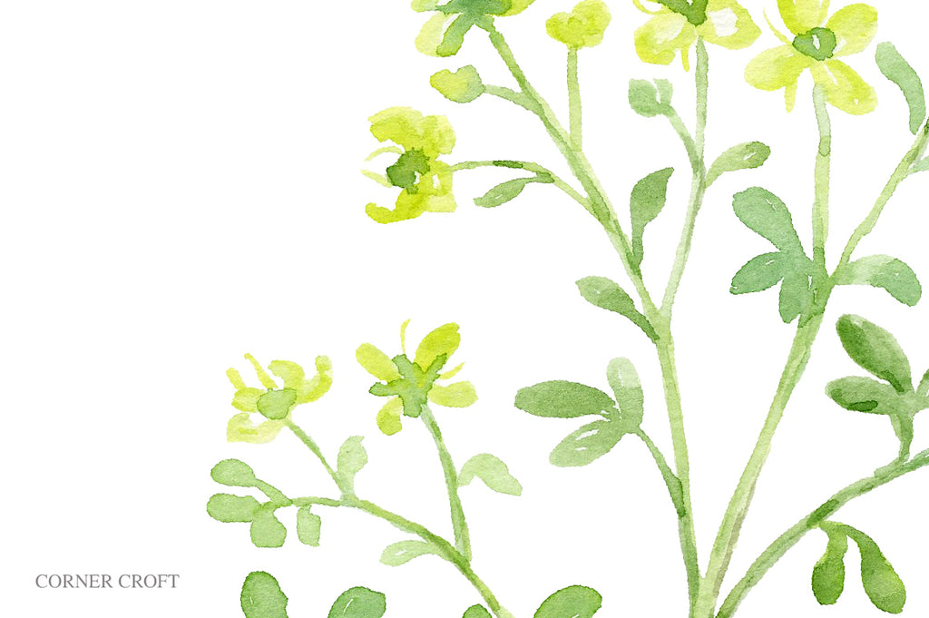 botanical illustration of rue, medicinal her plant, yellow flowers