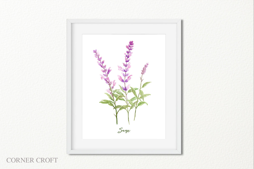 watercolor illustration of sage, herb sage branches, sage flower, pink flower spikes 