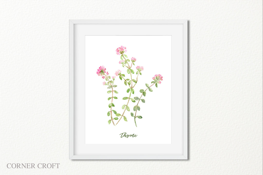 herb thyme flowers, pink flower, watercolor illustration of herb thyme