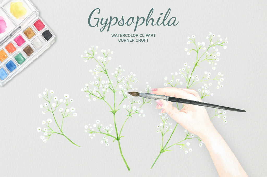 hand painted watercolor gypsophila, instant download 