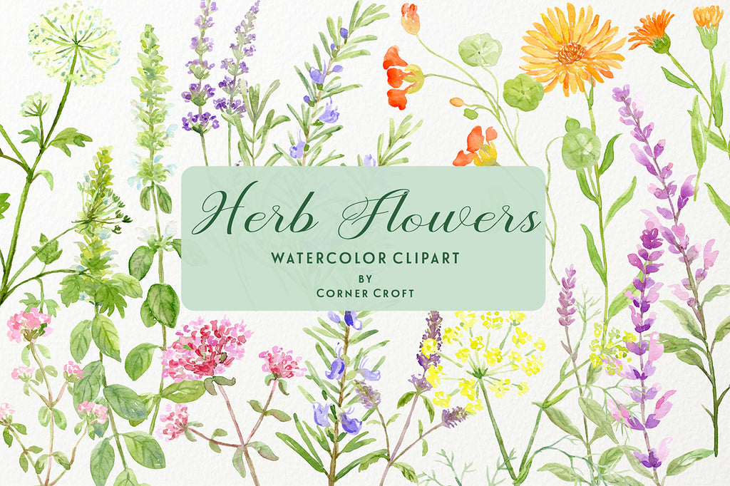 watercolor flowering herb collection, herb flowers, herb flower branches