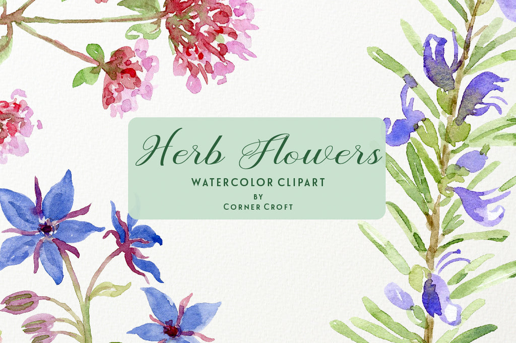 watercolor flowering herb illustration, instant download 