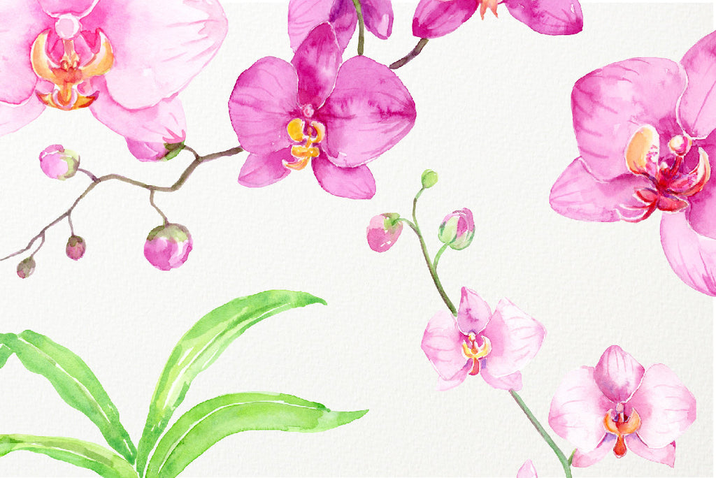 Hand painted watercolor clipart Orchid Collection, pink orchid, purple orchid, moss orchid, pot plant art print