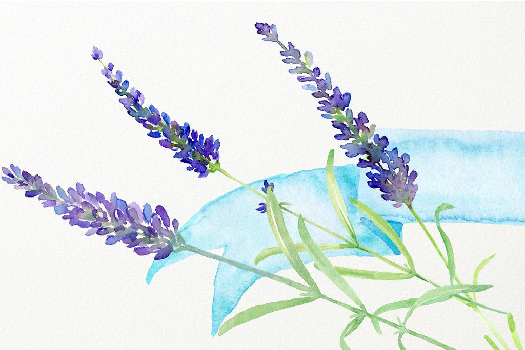 watercolour clipart simply lavender, corner croft design 