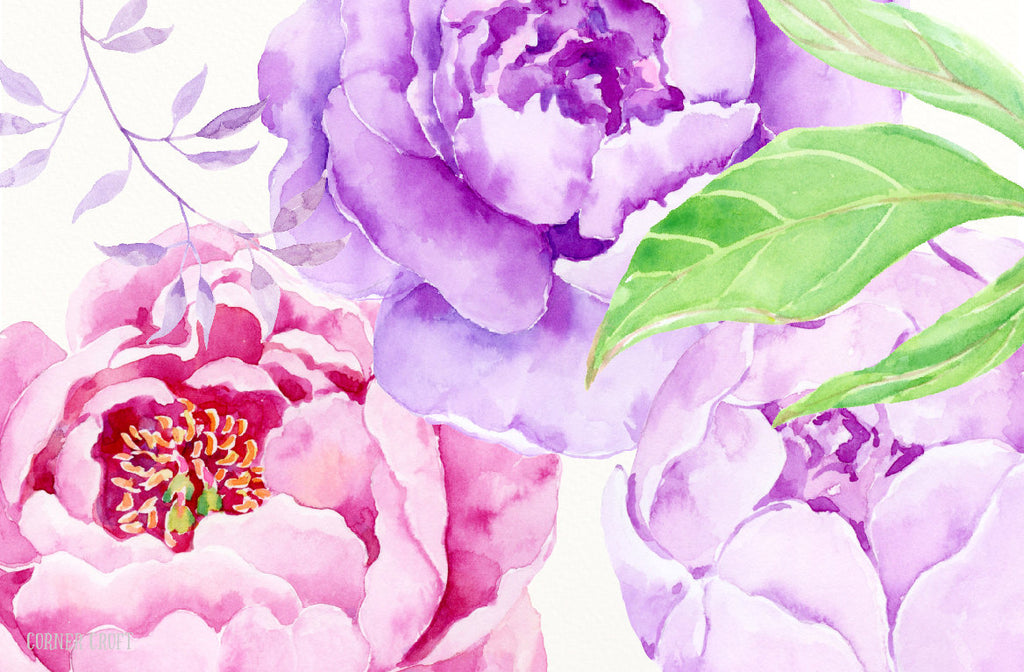 watercolor peony clipart, pink peony, purple peony, instant download 