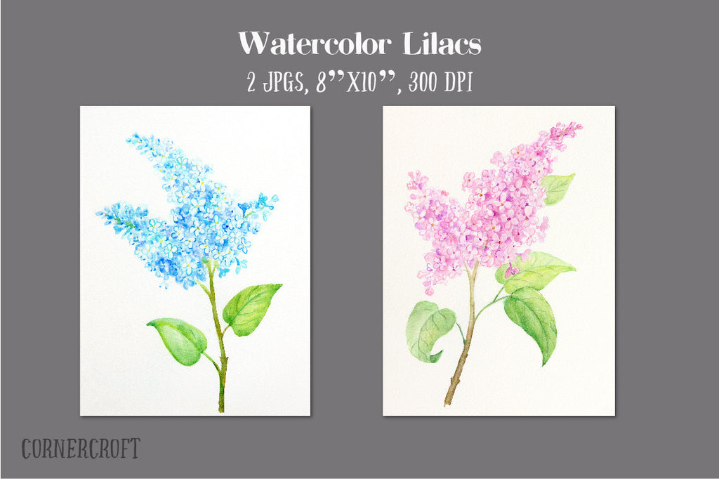 watercolor pink lilac and blue lilac illustration, watercolor illustration, watercolor clipart 