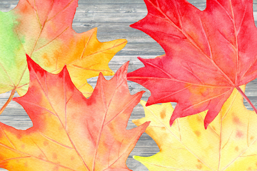 detailed illustration of autumn leaf, maple leaf, corner croft design 