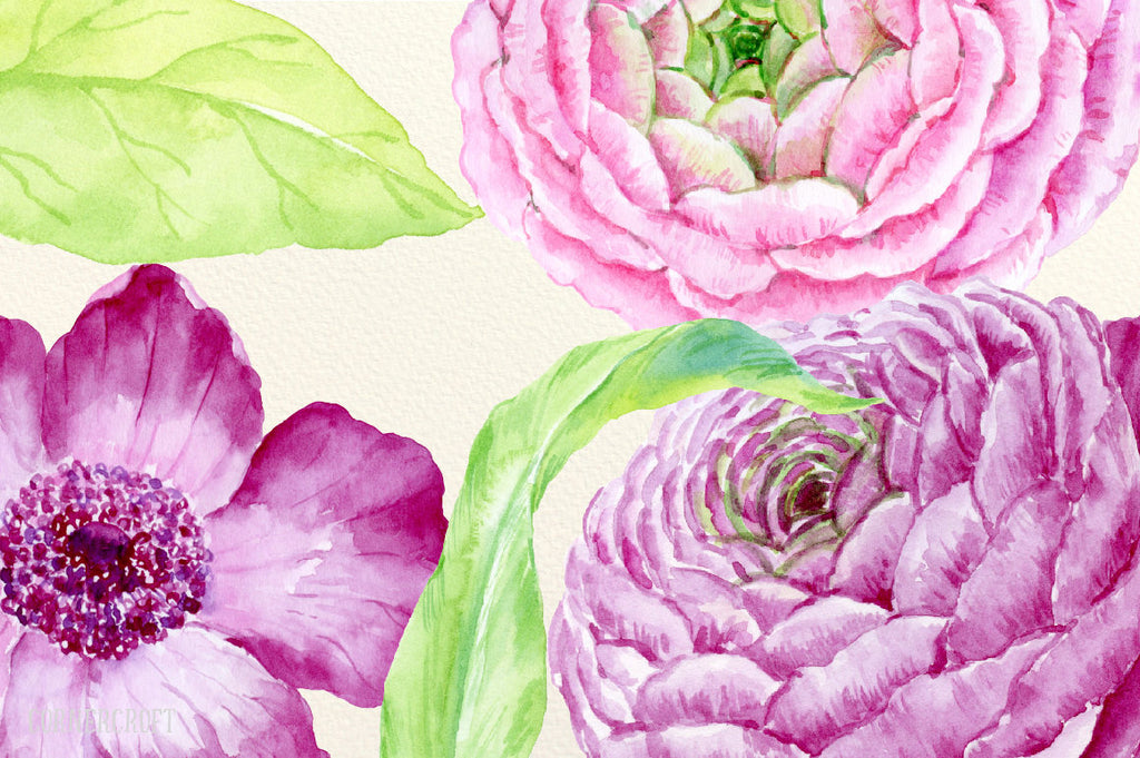 Watercolor Collection Spring Time, pink and purple ranunculus, tulips, violets, crocuses and spring flowers for instant download