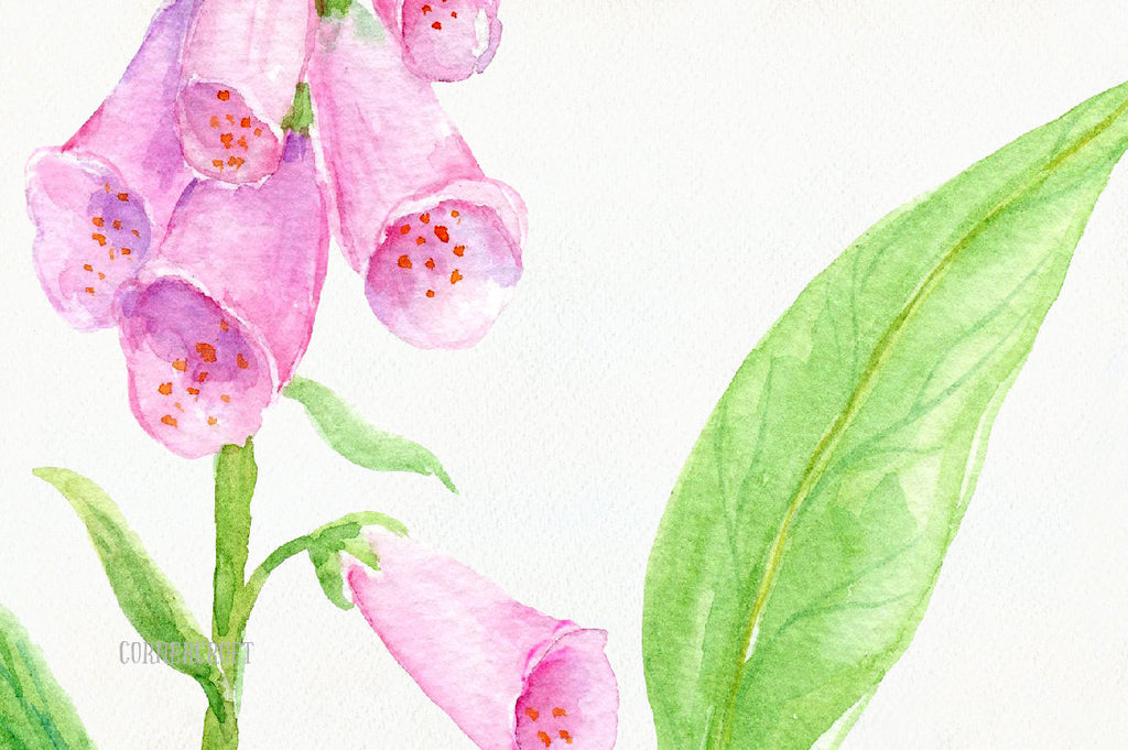 watercolor garden flower, pink foxglove, instant download, cottage plant