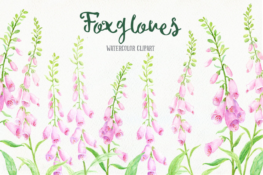 Watercolor clipart pink foxgloves