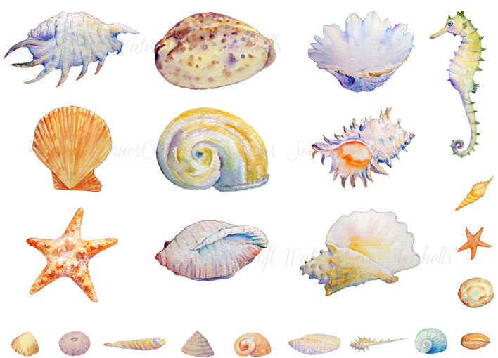 watercolor shell clipart, seashell, seahorse, star fish illustration, instant download 