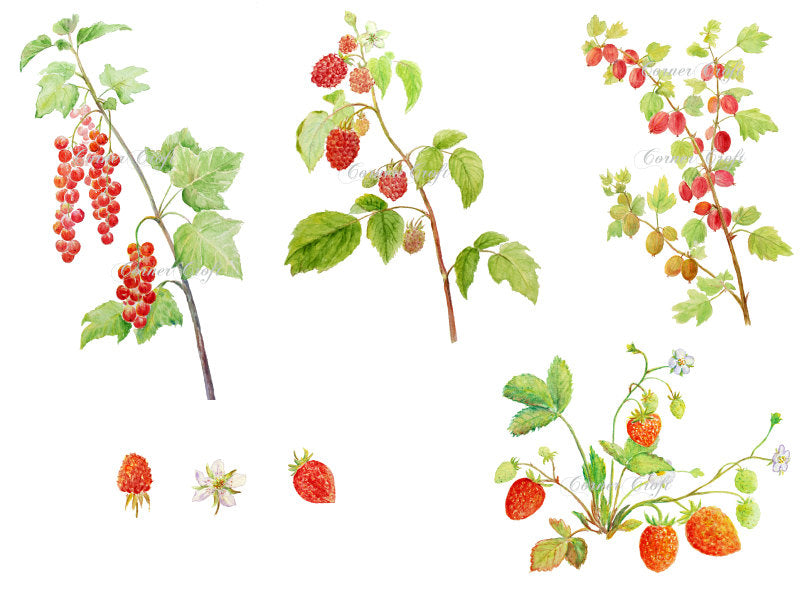 Watercolor clipart of soft fruit branches, summer berry, red currant, gooseberry, strawberry, raspberry