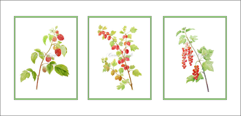 Watercolor clipart of soft fruit branches, summer berry, red currant, gooseberry, strawberry, raspberry