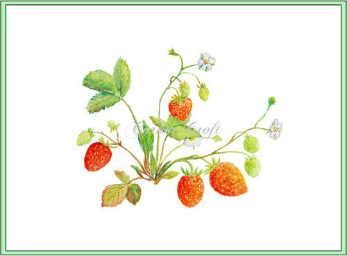 Watercolor strawberry plant, watercolor clipart, corner croft clipart.