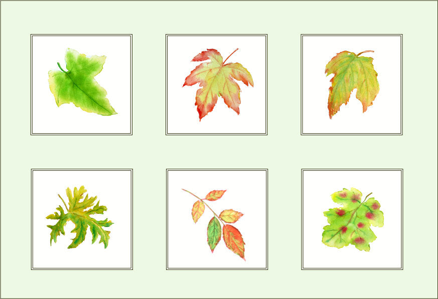 watercolor green leaf, golden leaf collection. leaf illustration, leaf clipart, 