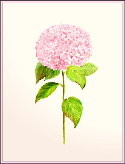 watercolor illustration pink hydrangea, instant download, flower illustration 