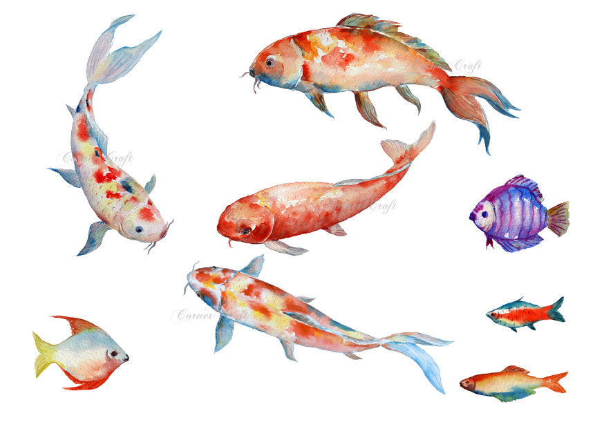 watercolor koi illustration, carp, tropical fish