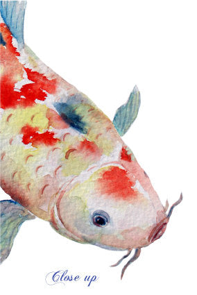 watercolor koi illustration, watercolor clipart