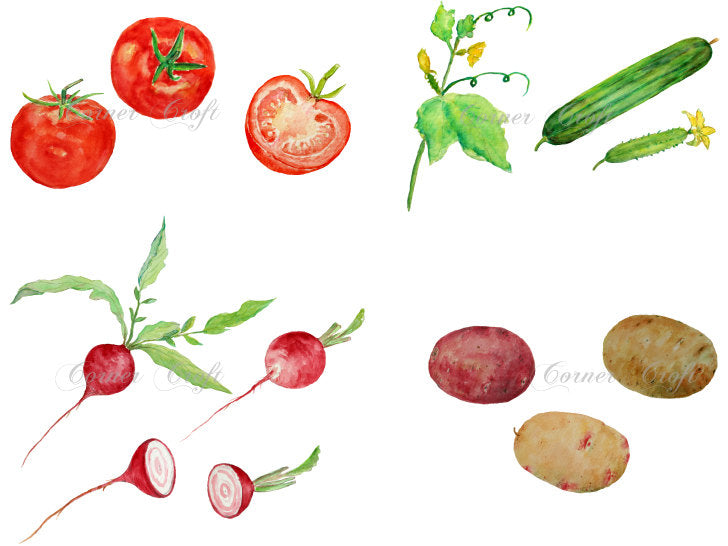 watercolor vegetable illustration, tomato, cucumber, radish and potato 