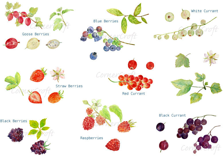 Watercolor Clipart Soft Fruit, gooseberry, blue berry, strawberry, black berry, raspberry