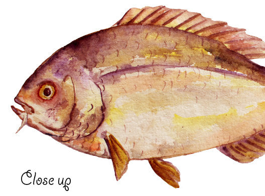 watercolor fish illustration instant download, carp, trout, tuna, sardine, pike, snapper, salmon and sardine