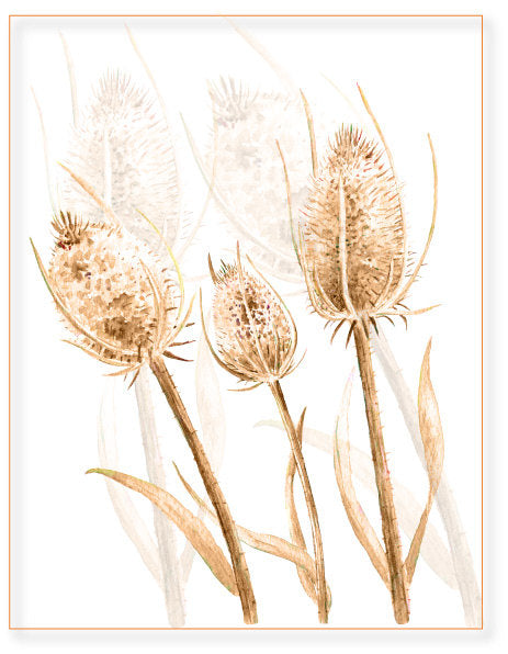Watercolor teasel seed head purple flowers dry seed heads printable, w ...