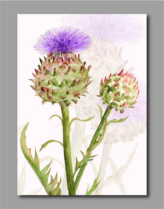 globe artichoke, watercolor clipart purple flower head, vegetable flower, vegetable illustration 