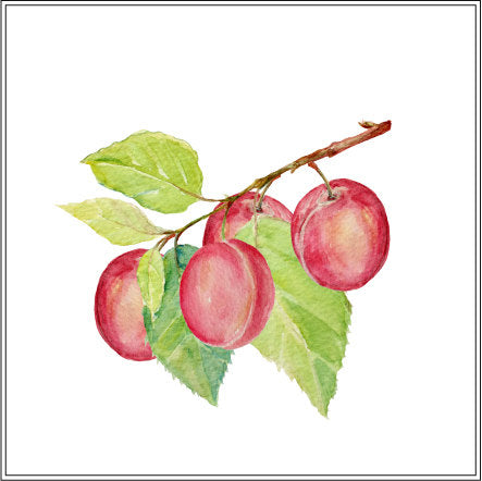 watercolor plum clipart, golden and red plums, plum branch, corner croft 