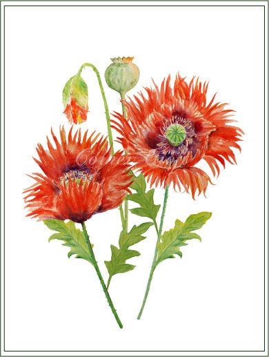 fringed red poppies, watercolor clipart red poppy