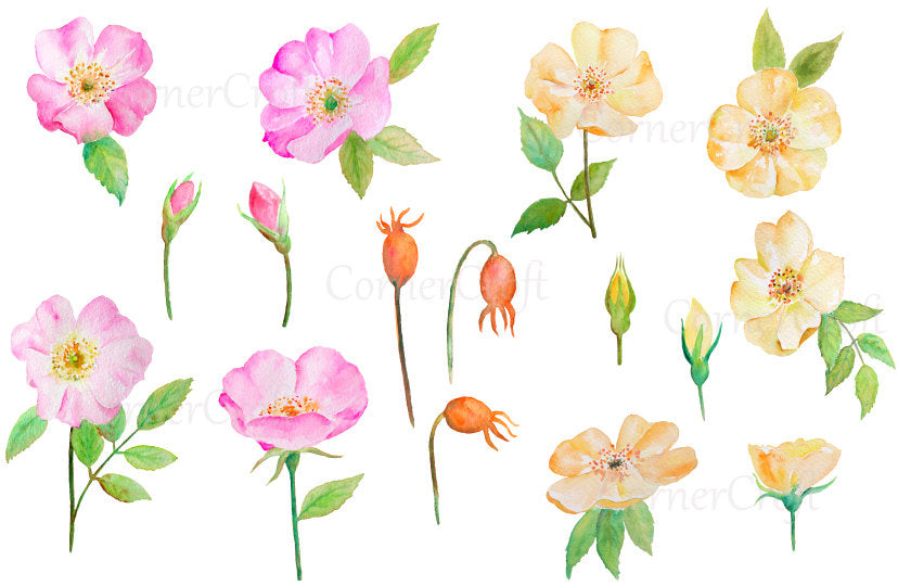watercolor pink and yellow rose clipart, botanical illustration 