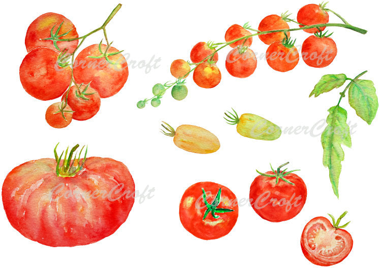 watercolor tomato clipart, red tomato, cherry tomato, beef tomato, vegetable illustration