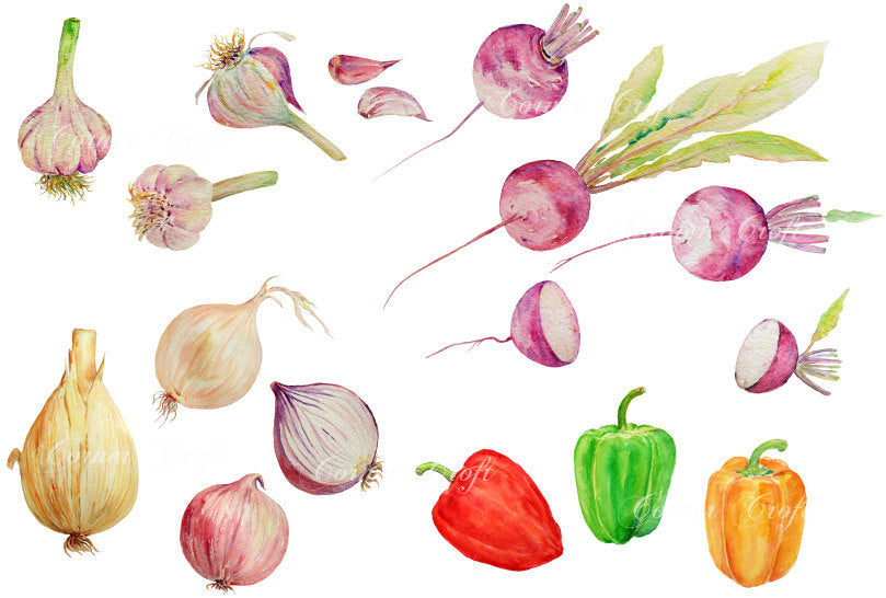 Watercolour vegetables onion, garlic, sweet pepper, turnip, vegetable 