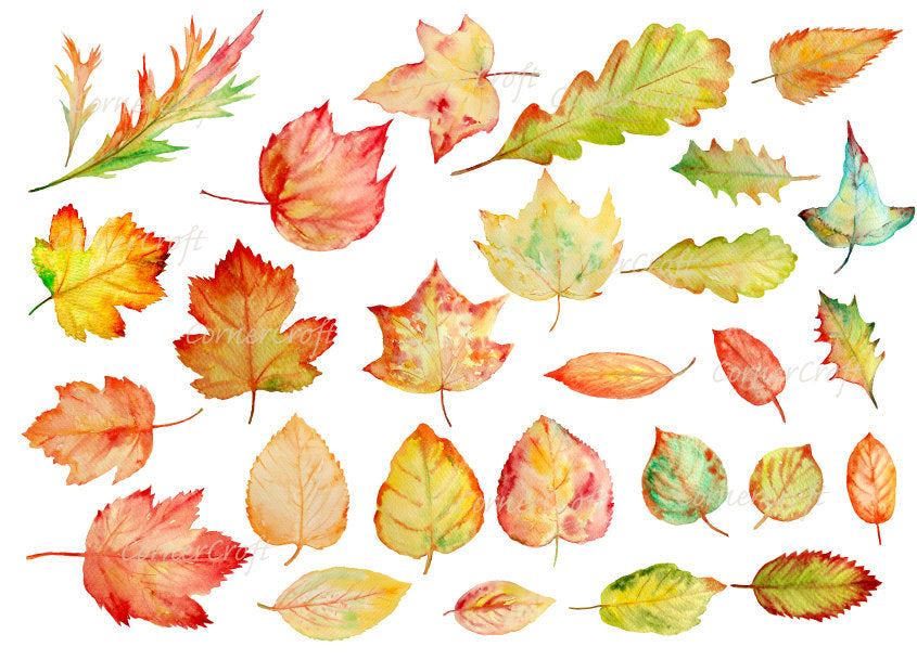 watercolor autumn leaf, maple, oak, lime, ivy and acer
