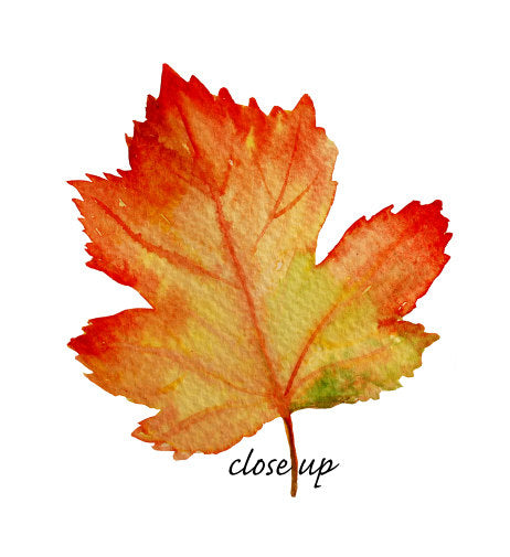 fall leaf illustration, instant download 