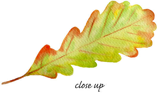 watercolor fall leaf clipart, autumn leaf clipart, botanical illustration 
