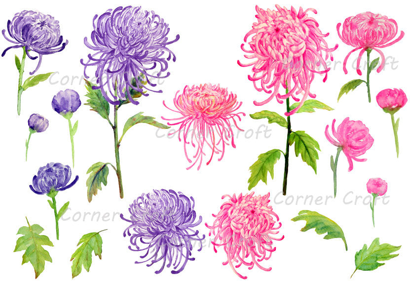 Watercolor clipart of Chrysanthemum, mum illustration, botanical painting of pink and purple flowers
