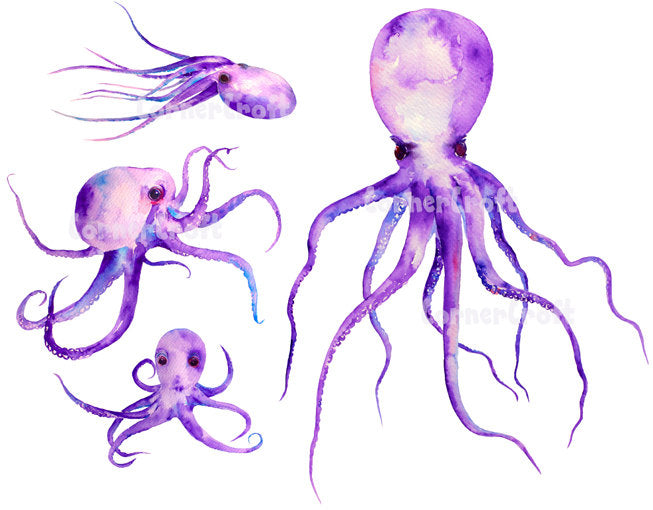 watercolor octopus illustration, sea creature clipart