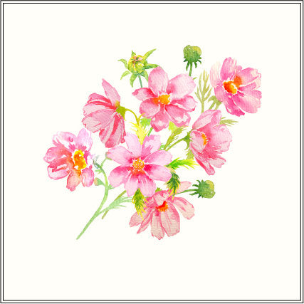 cosmos illustration, pink flower, purple flower illustration, watercolor clipart